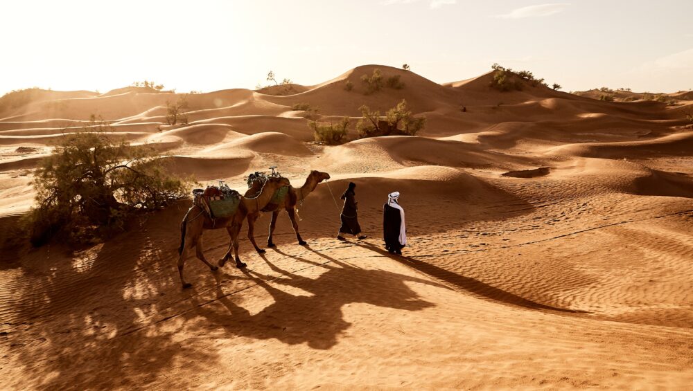 People walking with camels across golden sand dunes during an Abu Dhabi desert safari at sunset, with long shadows stretching over the desert.