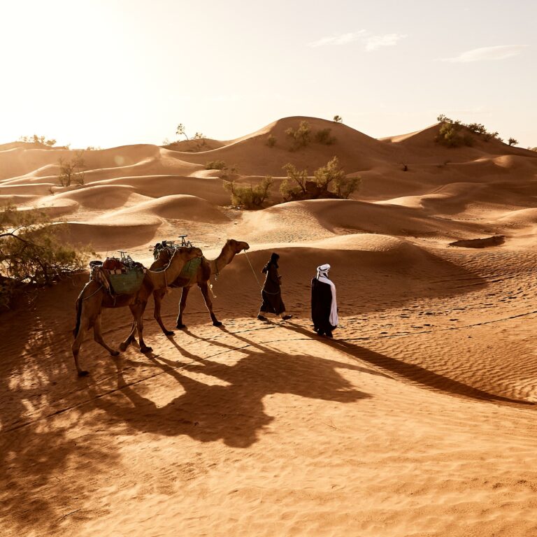 People walking with camels across golden sand dunes during an Abu Dhabi desert safari at sunset, with long shadows stretching over the desert.
