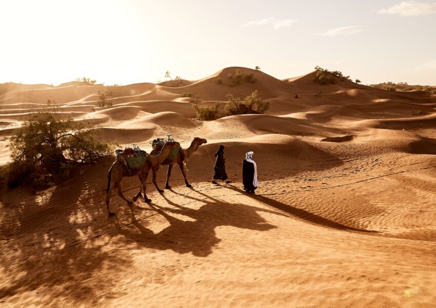 People walking with camels across golden sand dunes during an Abu Dhabi desert safari at sunset, with long shadows stretching over the desert.